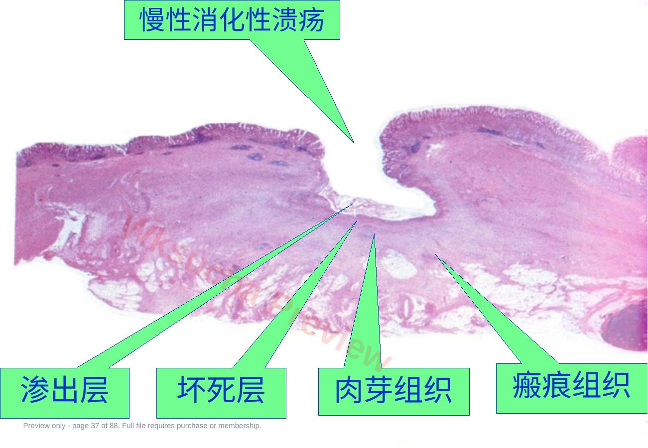 预览第 37 页