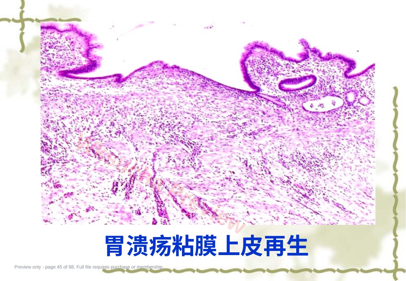 预览第 45 页